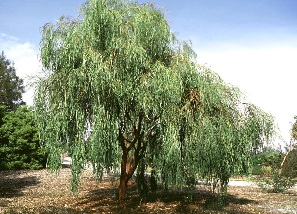 Green River 5 Shoestring Willow Seeds - Decor Decorative Tree Seeds for Landscapes & Water Features - USDA Zones 4-10 - Spring Planting - Full Sun - 35-50 ft Tall