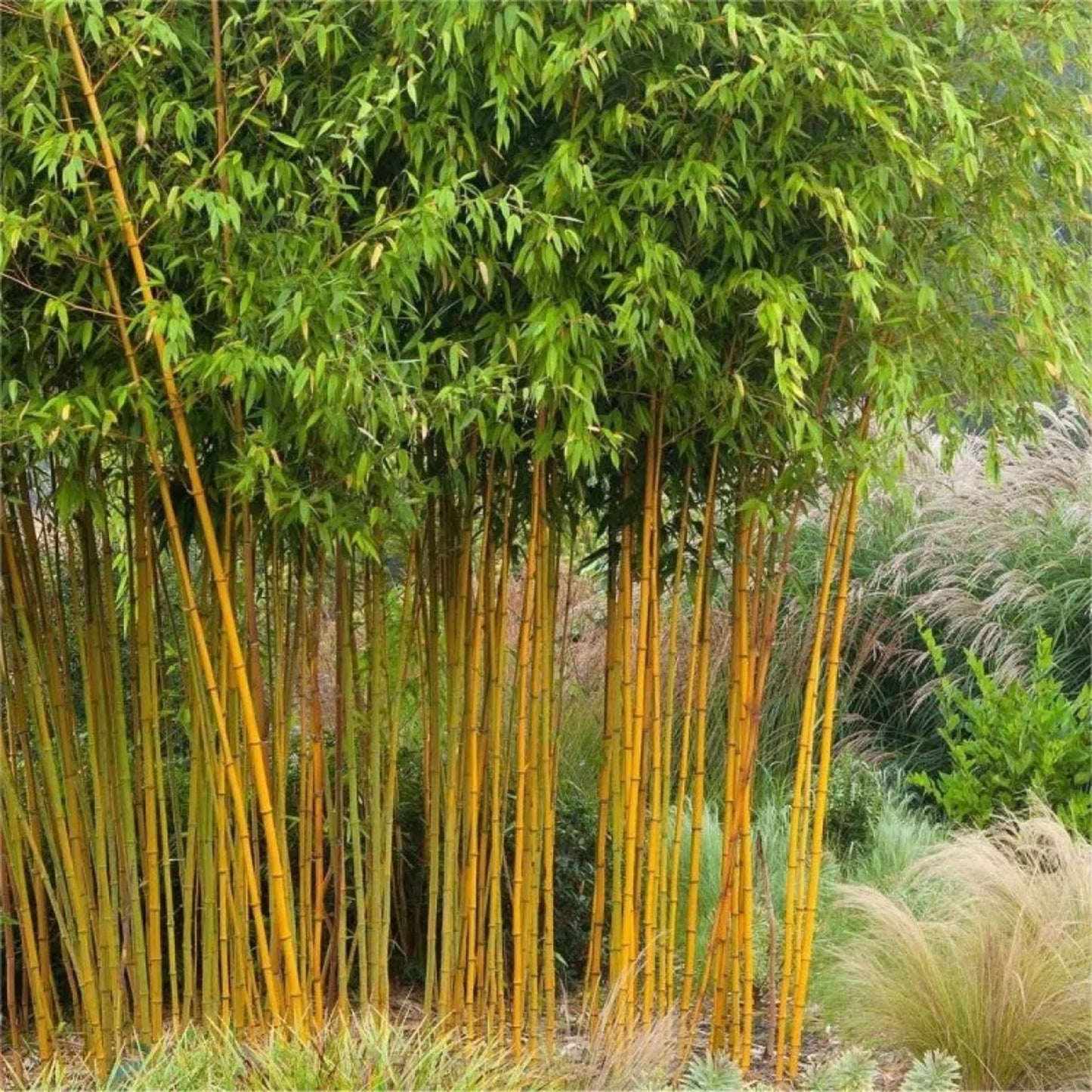 Green River 50 Yellow-Groove Bamboo Seeds - Tall Bamboo Plant Seeds for Privacy Screens & Garden Landscaping – Premium Bamboo Seeds for Planting Outdoors or in Pots – Non-Invasive Fast-Growing Lawn Plants – Seeds for Gardening & More