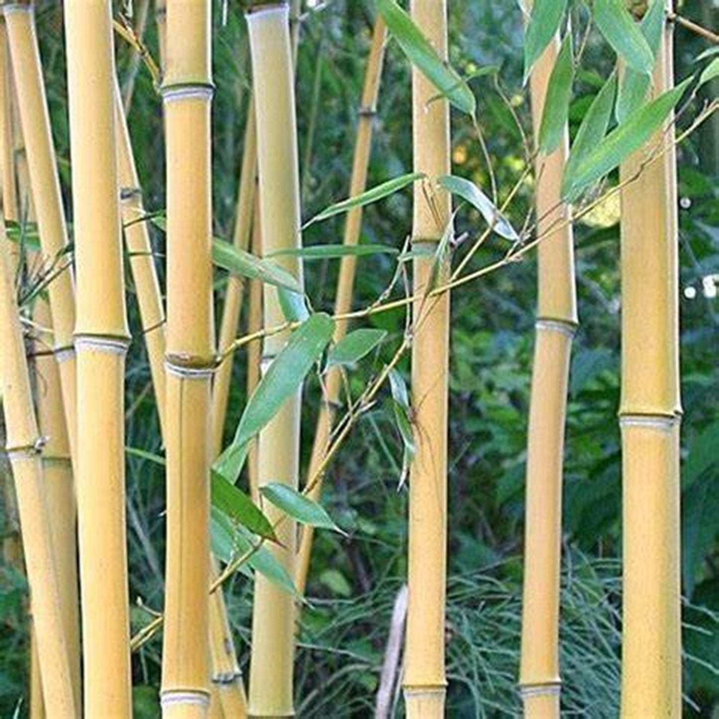Green River 50 Lama Temple Bamboo Seeds - Tall Bamboo Plant Seeds for Privacy Screens & Garden Landscaping – Premium Bamboo Seeds for Planting Outdoors or in Pots – Non-Invasive Fast-Growing Lawn Plants – Seeds for Gardening & More