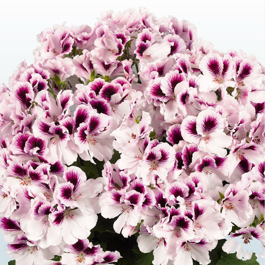 Green River 10 White Purple Geranium Seeds - Decor Decoratives for Garden & Container Gardening & Balcony Decor - Long Blooming, Pollinator Friendly, Compact Growth, All Seasons Use