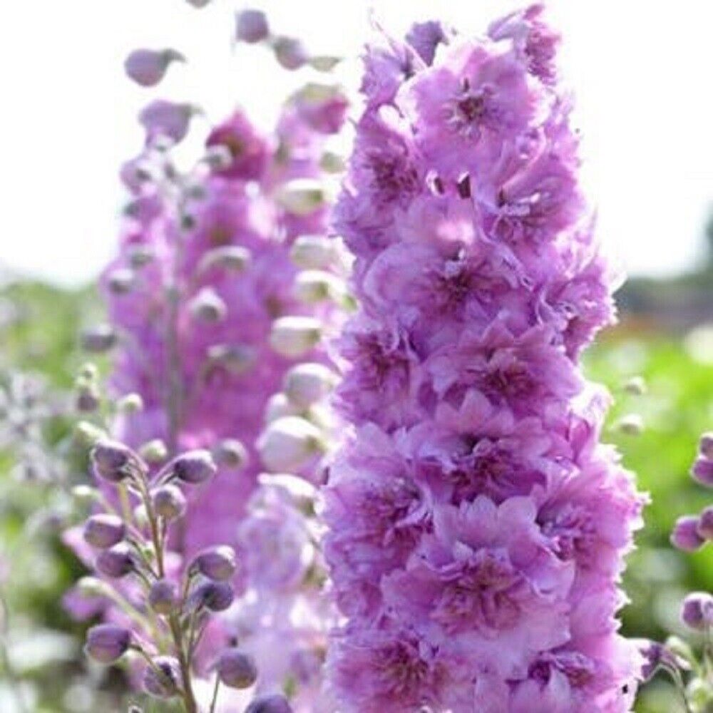 Green River 50 Sweethearts Delphinium Seeds - Flower Seed Pack, Perennial Delphinium Flower Seeds, Tall Spikes for Borders, Premium Garden Plant Seeds for Planting