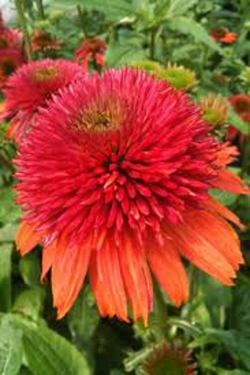 Green River 50 Double Orange Coneflower Seeds - Drought-Tolerant Decor Seeds for Pollinator Gardens, Perennial Blooms, Ideal for Summer Conditions