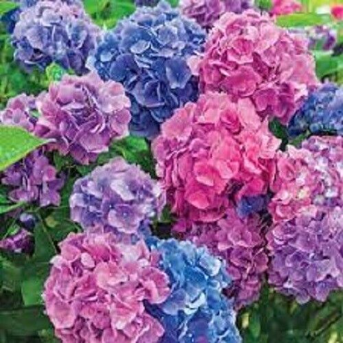 Green River 5 LA Dreaming Hydrangea Seeds – Premium Flower Seeds for Elegant Cottage Gardens, Patios & Borders – Rare Perennial Bush with Bold Summer Blooms – Hydrangea Limelight Seeds, Premium Seed Pack for Planting & Growing Beauty