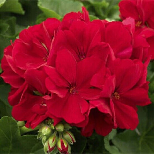 Green River 10 Red Geranium Seeds - Decor Decoratives for Garden & Container Gardening & Balcony Decor - Long Blooming, Pollinator Friendly, Compact Growth, All Seasons Use