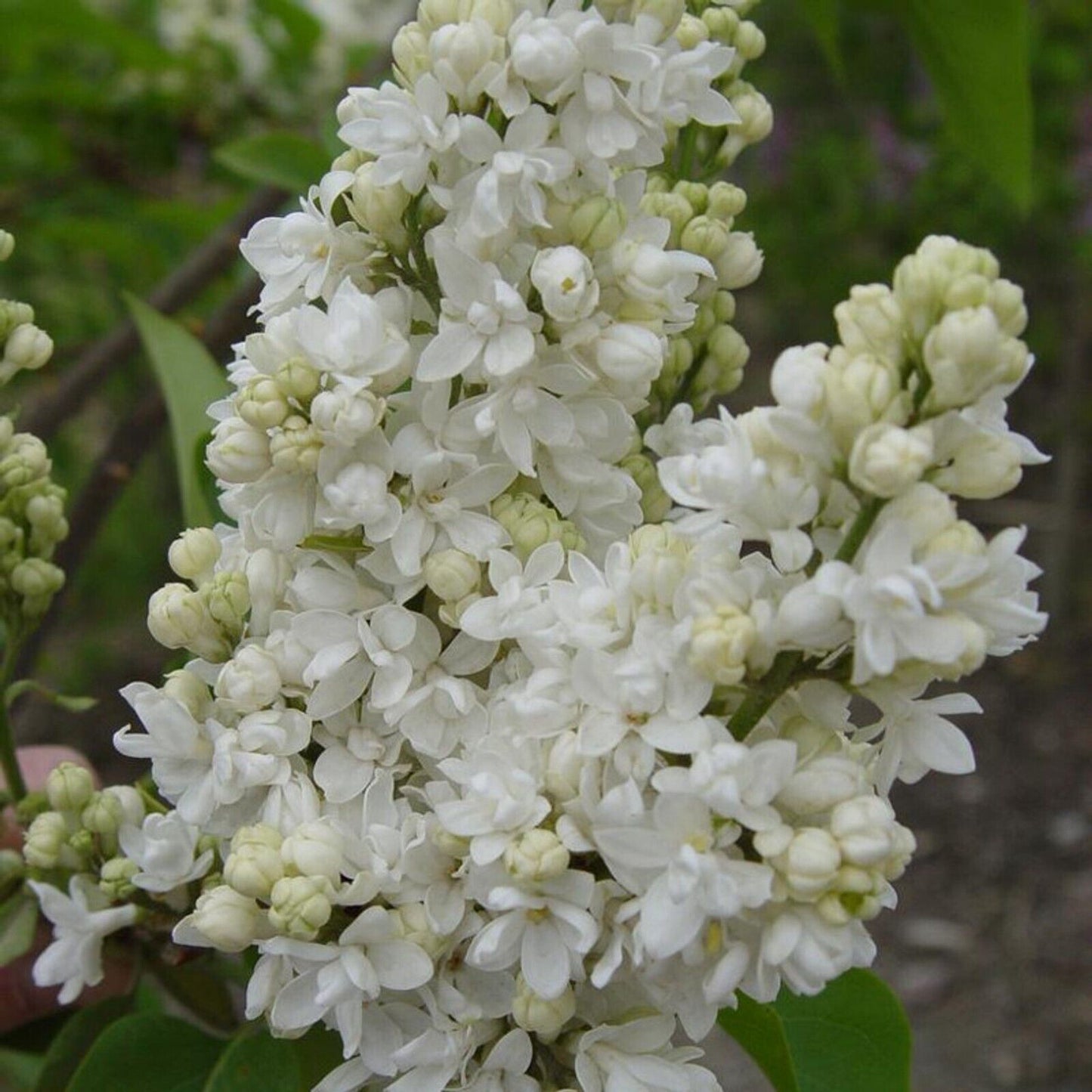 Green River 25 Beauty Moscow Lilac Seeds - Fragrant Spring Bloomers for Garden & Decor Decoratives - Premium Seeds, Heirloom Variety for Pollinator Gardens