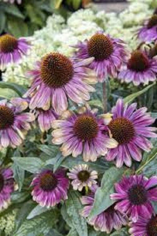 Green River 50 Sweet Sandia Coneflower Seeds - Drought-Tolerant Decor Seeds for Pollinator Gardens, Perennial Blooms, Ideal for Summer Conditions