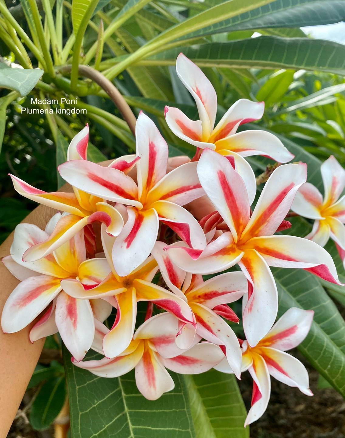 Green River 5 Madam Poni Plumeria Seeds - Flower Seed Pack, Premium Tropical Blooms, Fragrant Perennial Plants for Garden Charm, Ideal for Leis and Containers