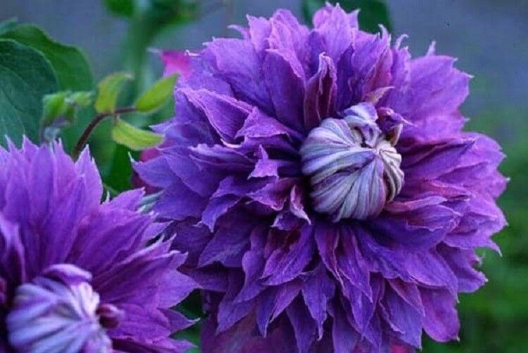 Green River Double Purple Clematis Seeds - 25 Flower Seed Pack, Perennial Climbing Vine, Dried Clematis Plant Seeds for Fences and Trellises, All Seasons, USDA Zones 4-9