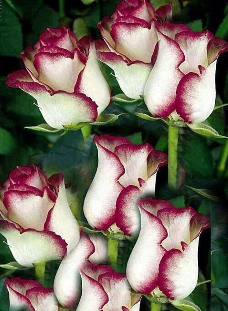 pink rose bush seeds 10 White Pink Rose Seeds Flower Bush Perennial Flowers Seed Bloom 153 – Green River Seeds