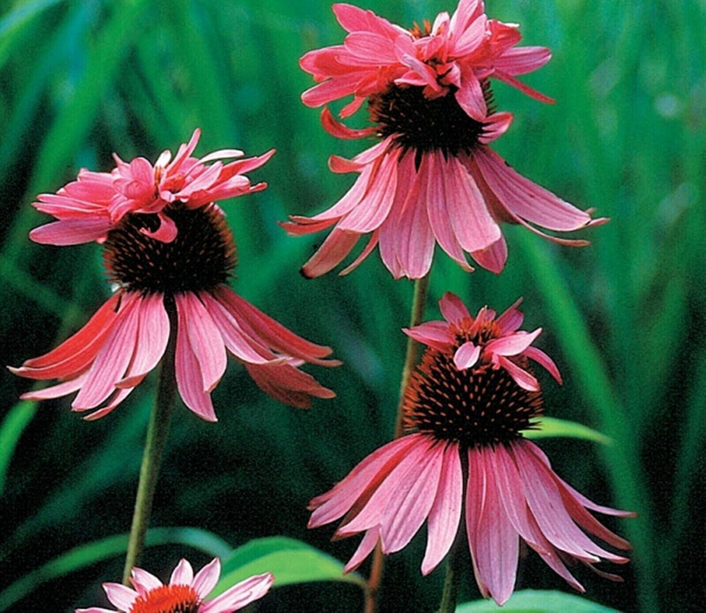 Green River 50 Double Decker Coneflower Seeds - Drought-Tolerant Decor Seeds for Pollinator Gardens, Perennial Blooms, Ideal for Summer Conditions