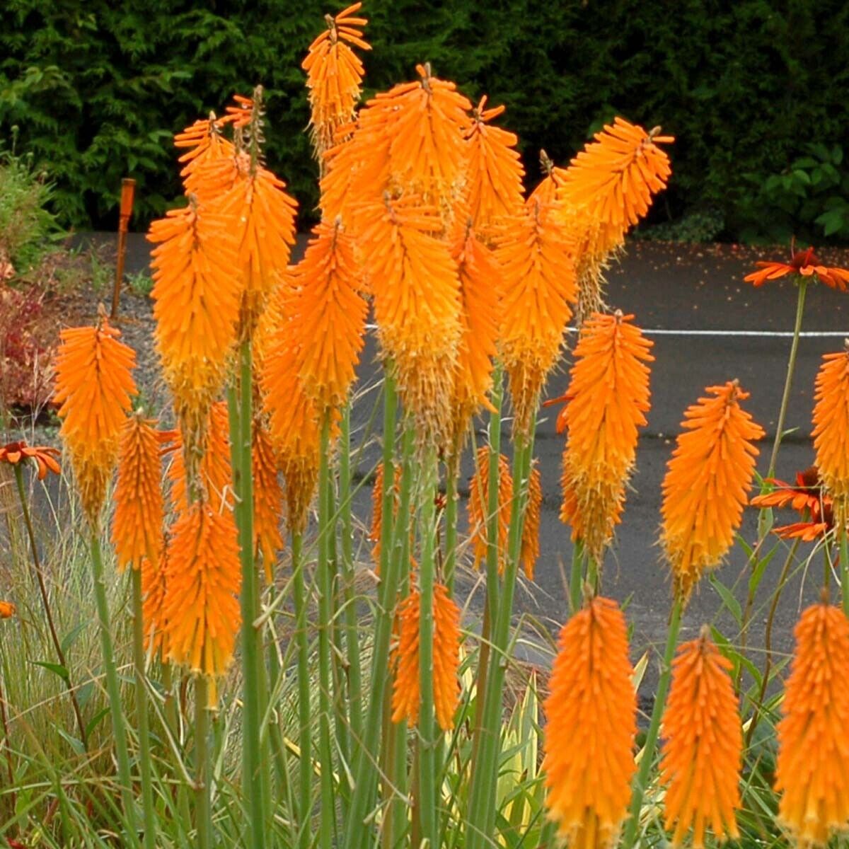 Green River 25 Mango Popscicl Hot Poker Torch Lily Flower Seeds- Premium Perennial Flower Seeds for Pollinator Gardens, Borders & Full Sun, Torch Lily Seeds for Planting, Heat-Tolerant, Vibrant Spikes for Cottage Garden Color