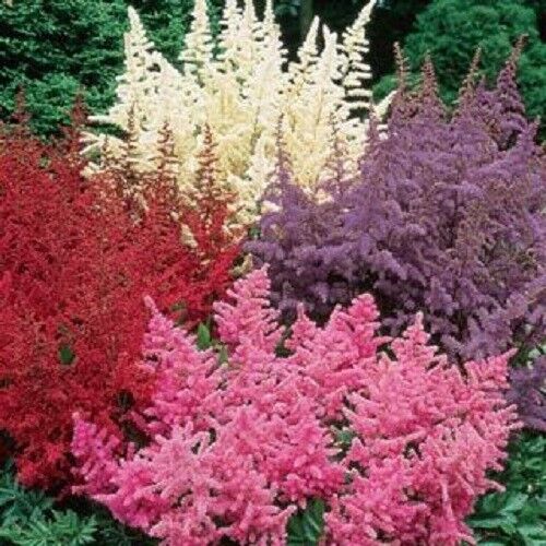 perennial flower seeds for shade 50 White Pink Red Astilbe Seeds Bunter Shade Perennial Garden Flower S – Green River Seeds