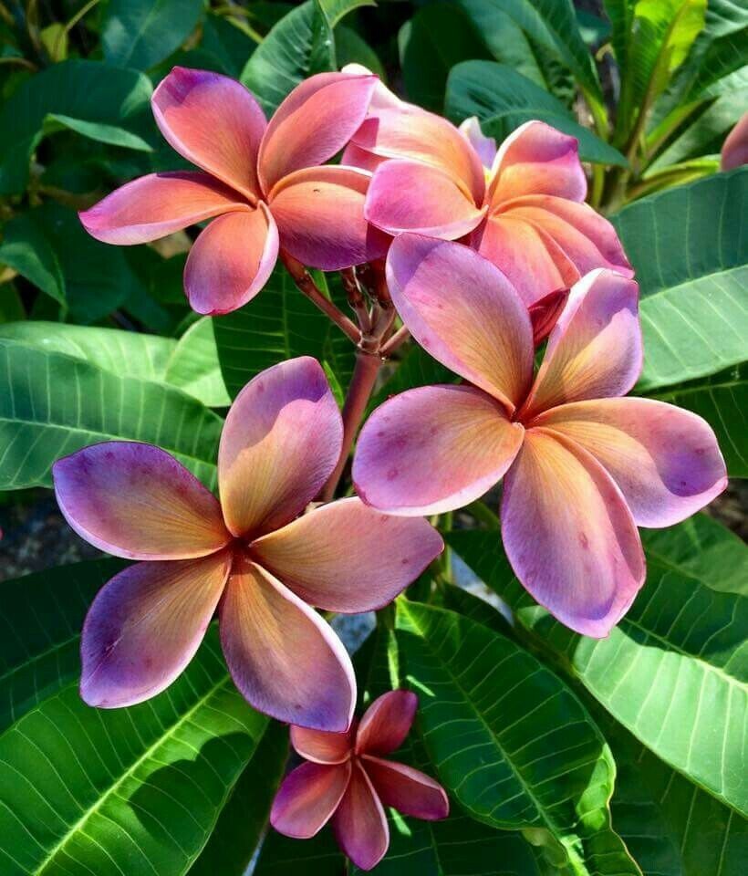 flower seeds for containers Green River 5 Pink Orange Plumeria Seeds
