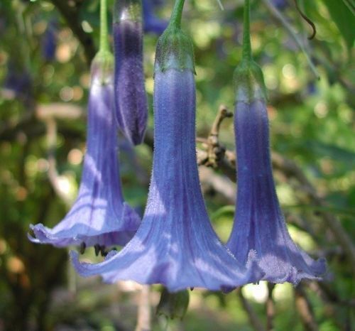 Green River Seeds 10 Blue Angel Trumpet Seeds - Premium Brugmansia Flowers for Pots Patios & Cottage Gardens - Fast Growing Exotic Scented Blooms for Full Sun Zones