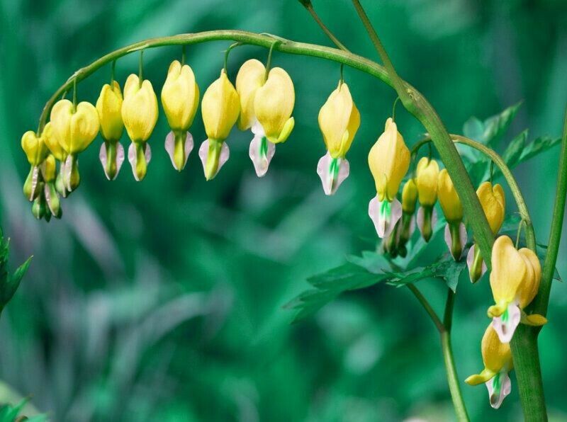 Green River 25 Yellow Bleeding Heart Seeds Premium Flower Seeds for Shade Gardens & Containers Climbing Perennial Heart Seed Flowers Butterfly Friendly Low Maintenance