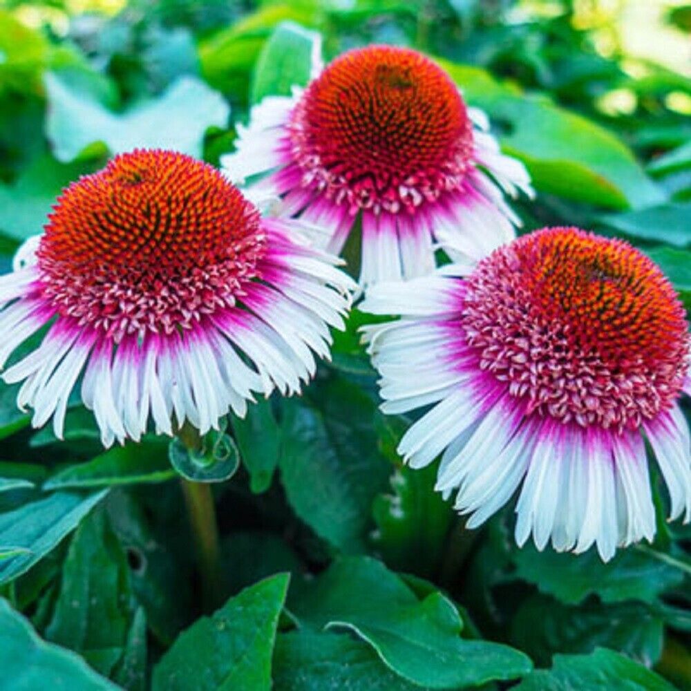 Green River 50 Strawberry & Cream Coneflower Seeds - Drought-Tolerant Decor Seeds for Pollinator Gardens, Perennial Blooms, Ideal for Summer Conditions