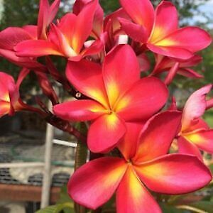 Green River 5 Pink Yellow Plumeria Seeds - Flower Seed Pack, Premium Tropical Blooms, Fragrant Perennial Plants for Garden Charm, Ideal for Leis and Containers