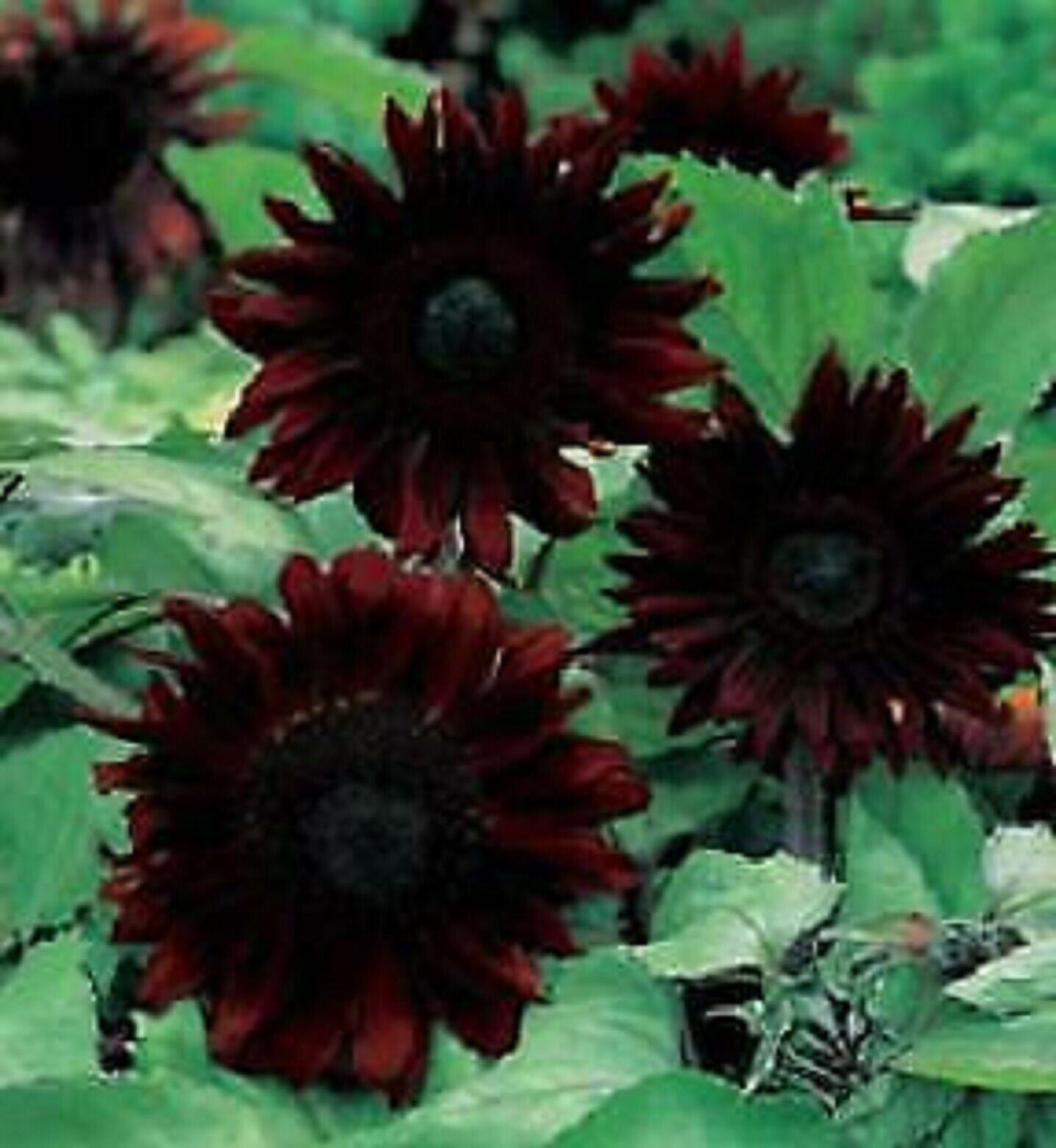 black sunflower seeds flower Green River 25 Black Magic Sunflower Seeds