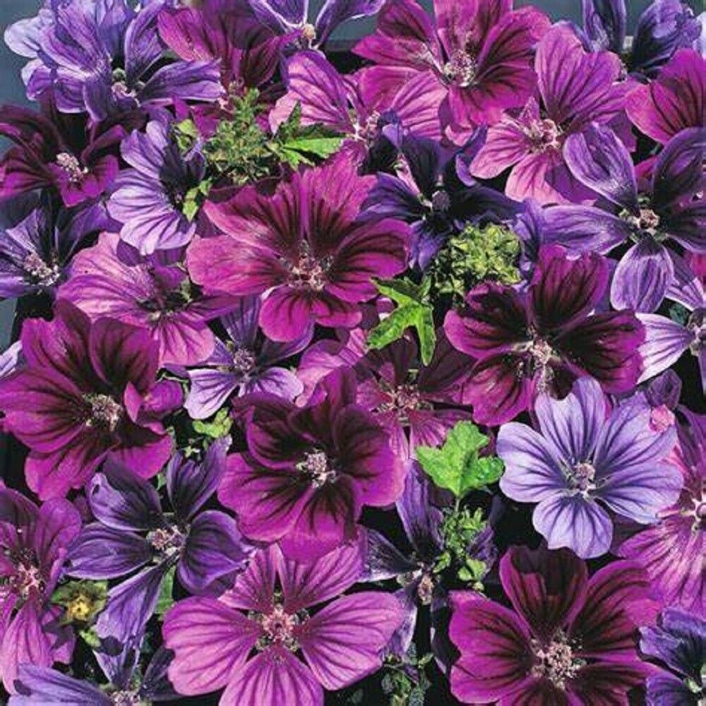 Green River 25 Merlin Purple Hollyhock Seeds - Flower Seed Pack, Tall Perennial Blooms, Cottage Garden Plants for Borders, Premium Seeds for Planting, Pollinator Friendly Flowers