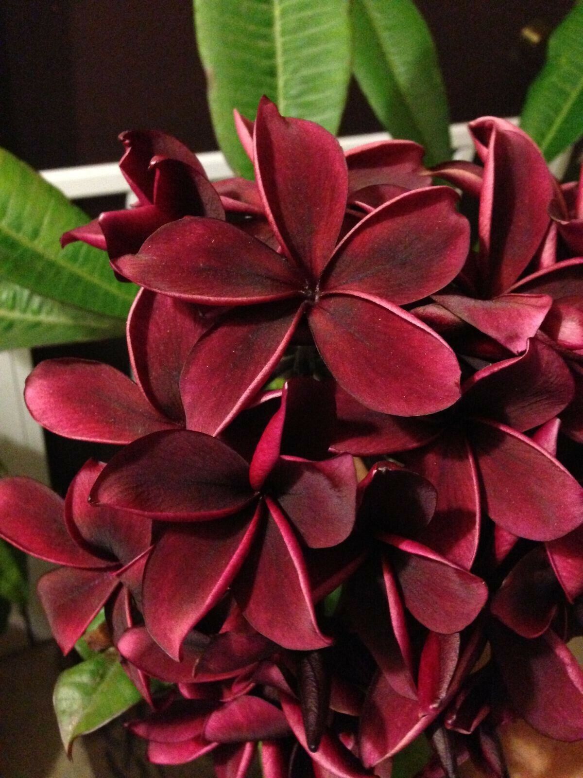 red flower with black seeds Green River 5 Deep Red Plumeria Seeds