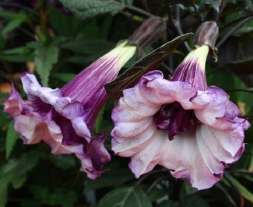 Green River Seeds 10 Double Purple Angel Trumpet Seeds - Premium Brugmansia Flowers for Pots Patios & Cottage Gardens - Fast Growing Exotic Scented Blooms for Full Sun Zones