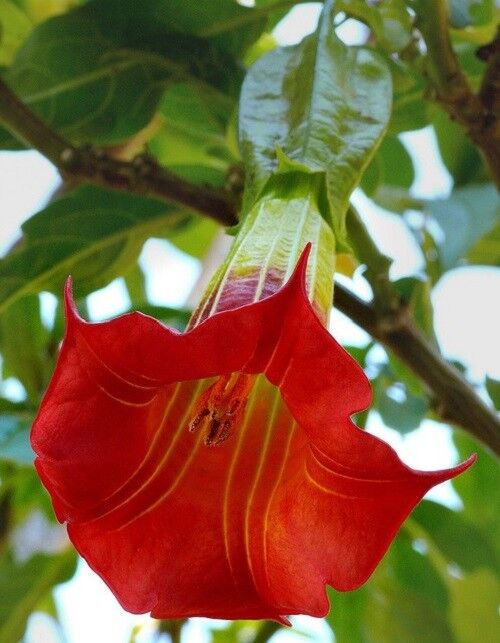 Green River Seeds 10 Red Angel Trumpet Seeds - Premium Brugmansia Flowers for Pots Patios & Cottage Gardens - Fast Growing Exotic Scented Blooms for Full Sun Zones