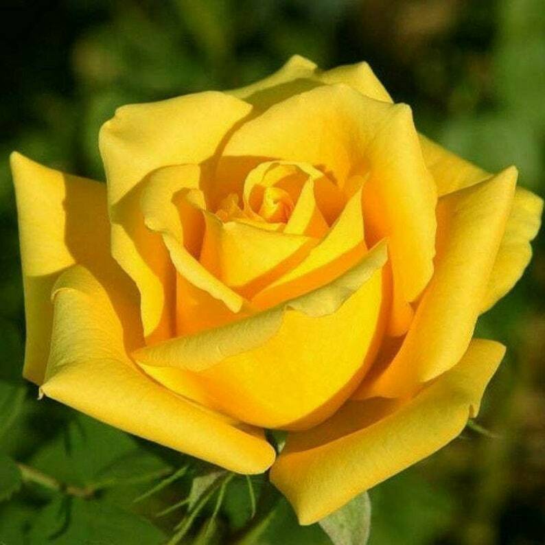 yellow rose seeds 10 Bright Yellow Rose Seeds Flower Bush Perennial Shrub Flowers Seed 1 – Green River Seeds