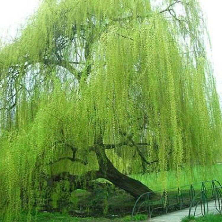 Green River 5 Bright Green Willow Seeds - Decor Decorative Tree Seeds for Landscapes & Water Features - USDA Zones 4-10 - Spring Planting - Full Sun - 35-50 ft Tall