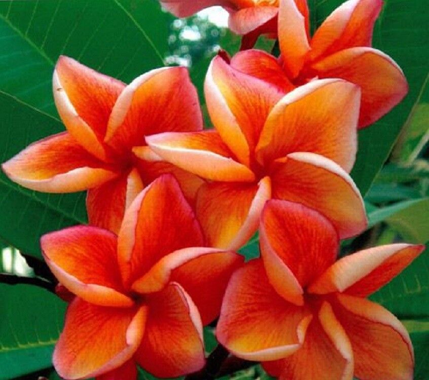 Green River 5 Orange Plumeria Seeds - Flower Seed Pack, Premium