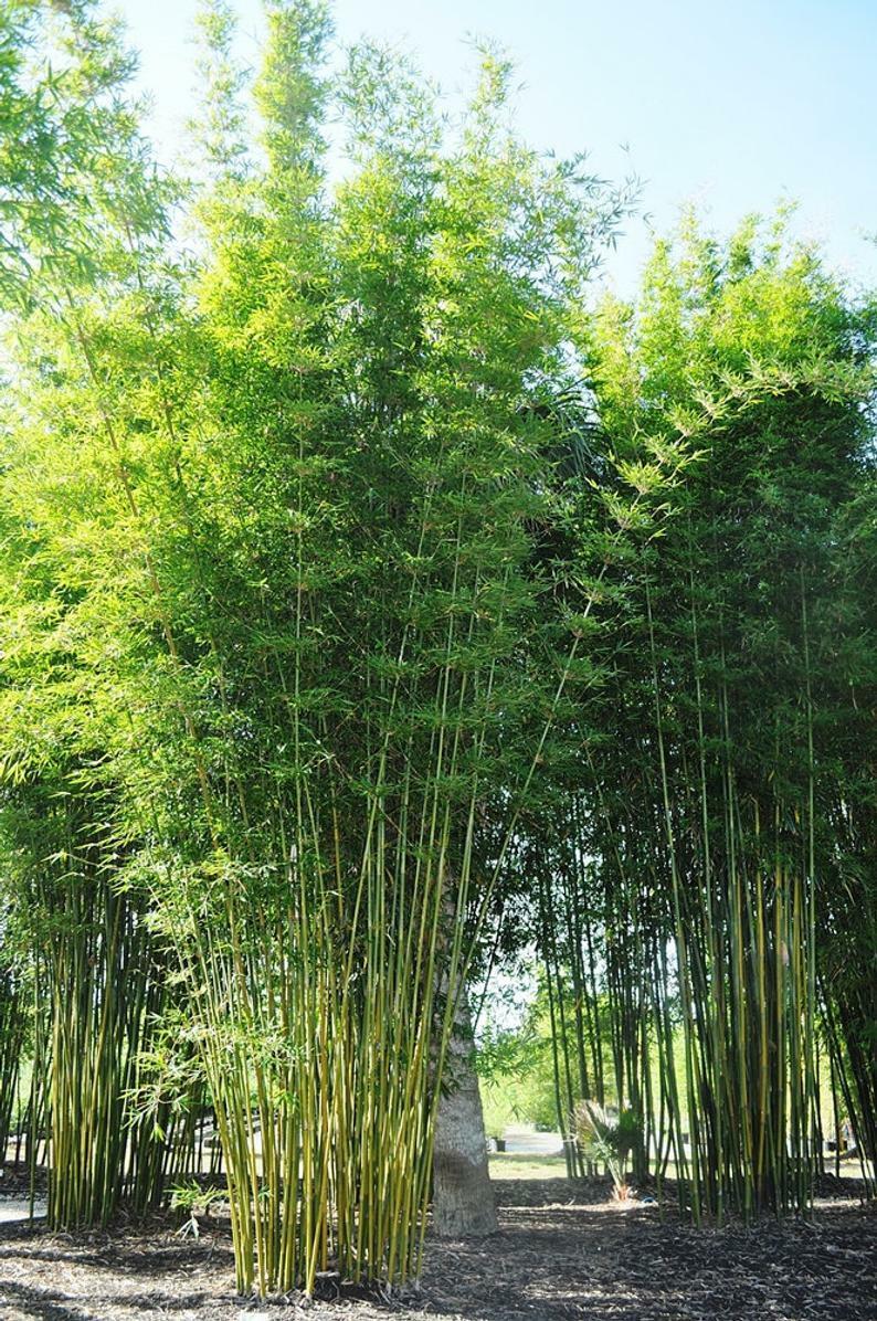 bamboo plant seed Green River 50 Bambusa Oldamii Bamboo Seeds