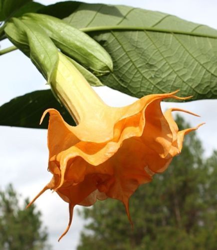 Green River Seeds 10 Orange Angel Trumpet Seeds - Premium Brugmansia Flowers for Pots Patios & Cottage Gardens - Fast Growing Exotic Scented Blooms for Full Sun Zones
