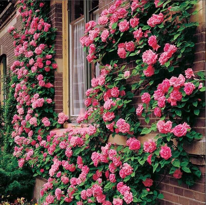 10 Climbing Pink Rose Seeds Flower Bush Perennial Bloom Shrub Flowers –  Green River Seeds