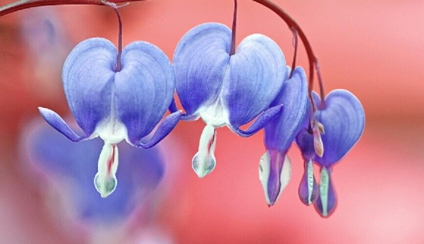 Green River 25 Light Blue Bleeding Heart Seeds Premium Flower Seeds for Shade Gardens & Containers Climbing Perennial Heart Seed Flowers Butterfly Friendly Low Maintenance