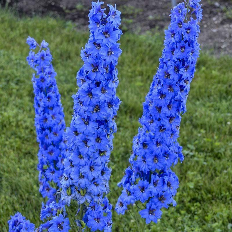delphinium flower seeds Green River 50 Bright Blue Delphinium Seeds