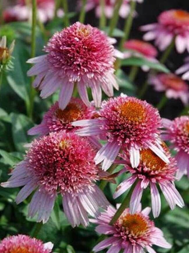 Green River 50 Butterfly Kisses Coneflower Seeds - Drought-Tolerant Decor Seeds for Pollinator Gardens, Perennial Blooms, Ideal for Summer Conditions