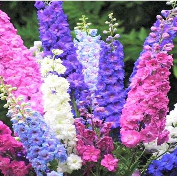 Green River 50 Rocket Mix Delphinium Seeds - Flower Seed Pack, Perennial Delphinium Flower Seeds, Tall Spikes for Borders, Premium Garden Plant Seeds for Planting