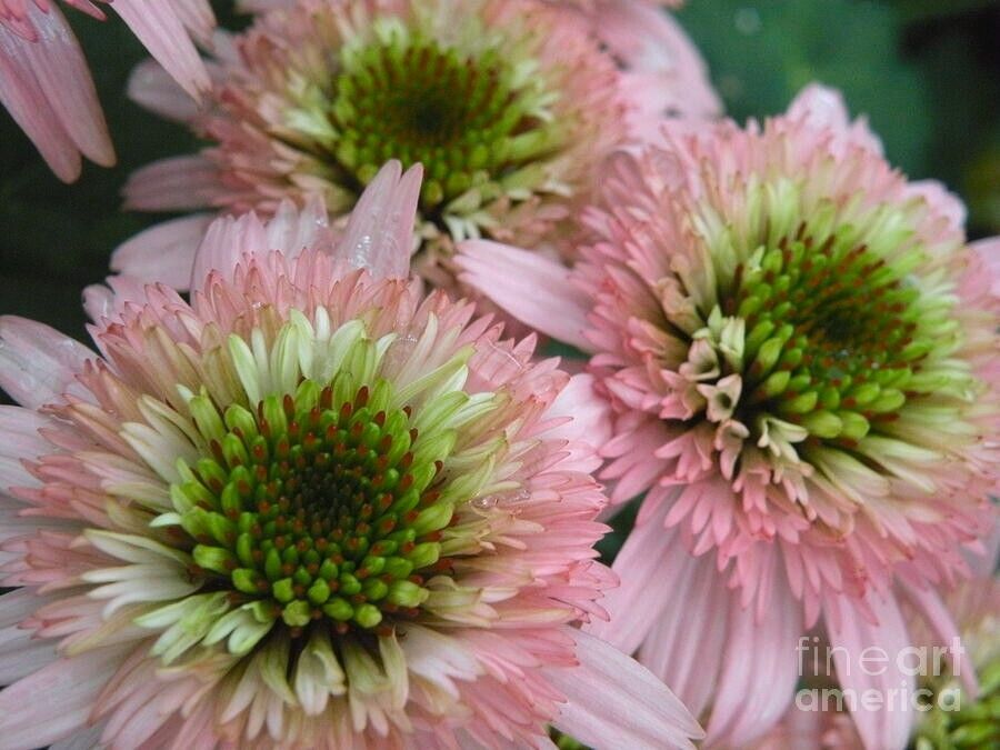 Green River 50 Double Pink Green Coneflower Seeds - Drought-Tolerant Decor Seeds for Pollinator Gardens, Perennial Blooms, Ideal for Summer Conditions