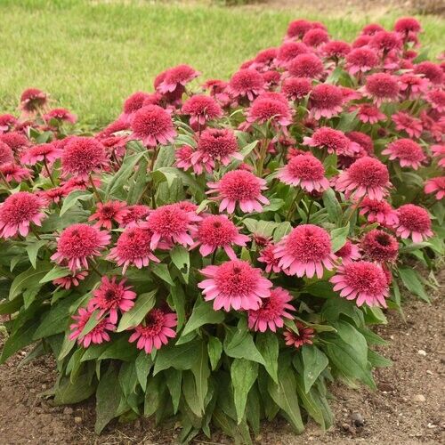 Green River 50 Raspberry Beret Coneflower Seeds - Drought-Tolerant Decor Seeds for Pollinator Gardens, Perennial Blooms, Ideal for Summer Conditions