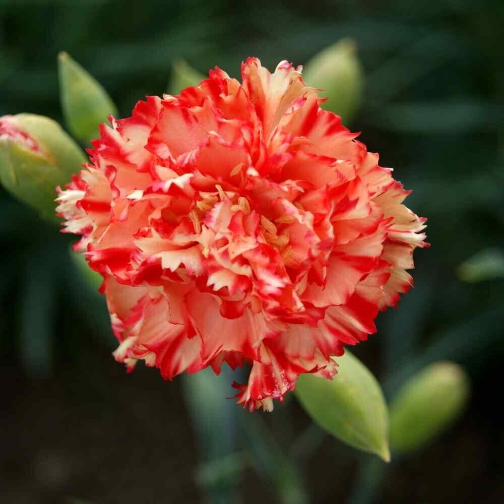 Green River 100 Charbaud Carnation Seeds- Premium Flower Seeds for Planting Borders, Bouquets & Cottage Gardens | Ruffled Fragrant Carnation Flower Seeds | Fancy Carnation Seeds | Perennial Blooms for Pollinator & Cut Flower Gardens