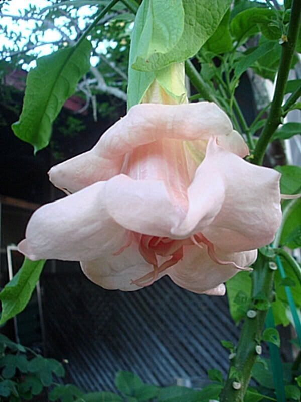Green River Seeds 10 DBL Baby Pink Angel Trumpet Seeds - Premium Brugmansia Flowers for Pots Patios & Cottage Gardens - Fast Growing Exotic Scented Blooms for Full Sun Zones