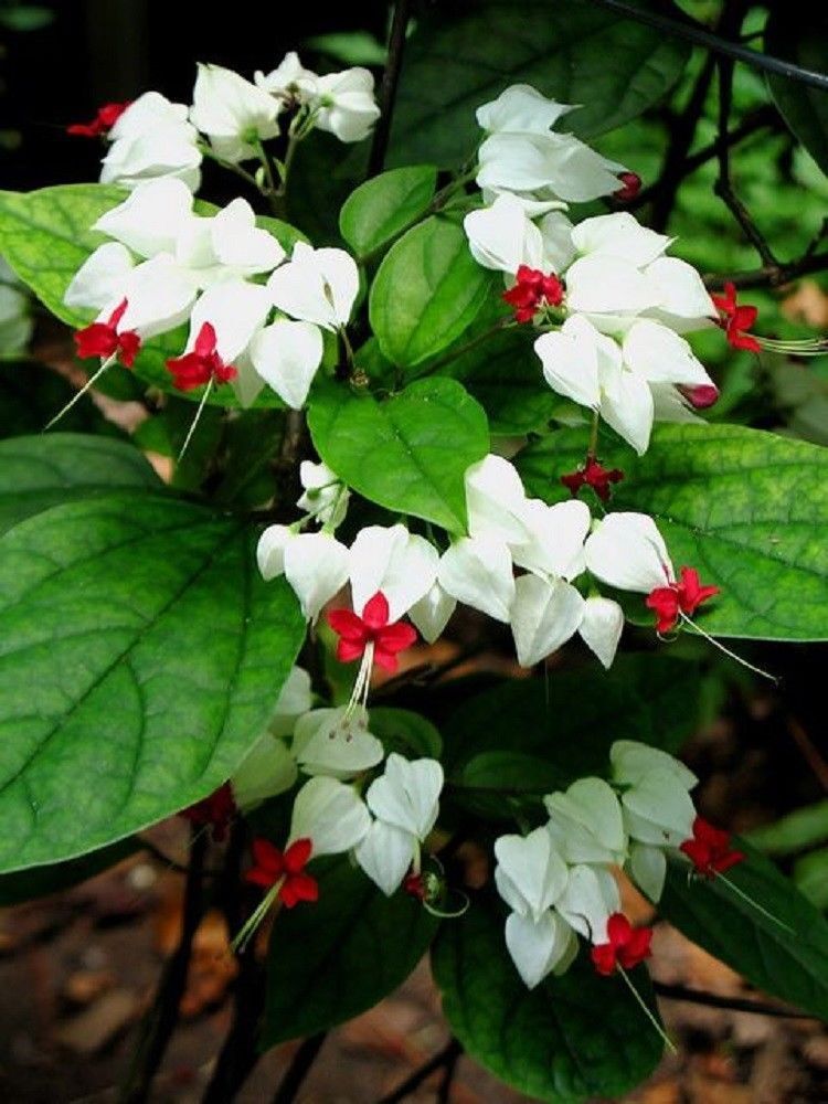 Green River 25 White Red Bleeding Heart Seeds Premium Flower Seeds for Shade Gardens & Containers Climbing Perennial Heart Seed Flowers Butterfly Friendly Low Maintenance