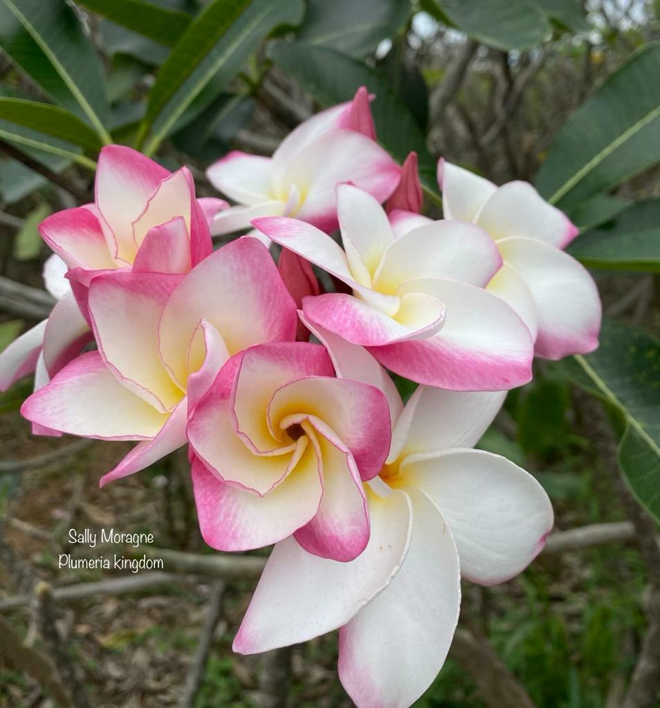 10 "Sally Moragne" Plumeria Seeds Plants Flower Flowers Perennial Seed Tree P-5
