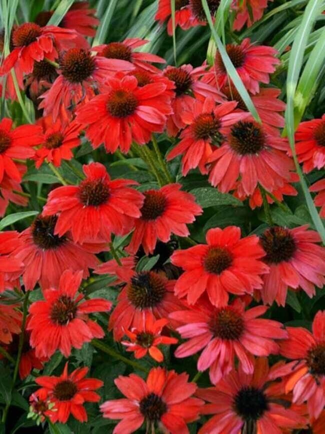 Green River 50 Sombreo Red Coneflower Seeds - Drought-Tolerant Decor Seeds for Pollinator Gardens, Perennial Blooms, Ideal for Summer Conditions