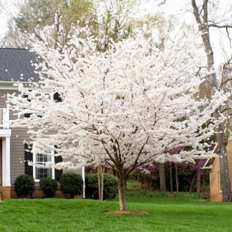 Green River 5 Yoshino Cherry Tree Seeds - Fragrant White Blossoms for Early Spring Gardening & Ornamental Landscaping