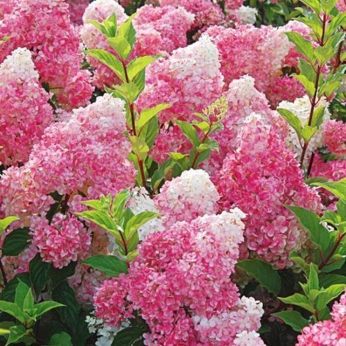 Green River 5 Dark Strawberry Hydrangea Seeds – Premium Flower Seeds for Elegant Cottage Gardens, Patios & Borders – Rare Perennial Bush with Bold Summer Blooms – Hydrangea Limelight Seeds, Premium Seed Pack for Planting & Growing Beauty