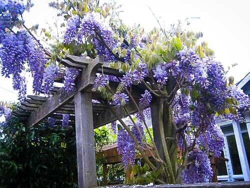 purple wisteria flower seeds Green River 5 Blue Moon Wisteria Seeds