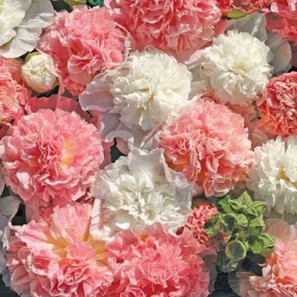 flower seeds packs Green River 25 Brides Bouquet Hollyhock Seeds