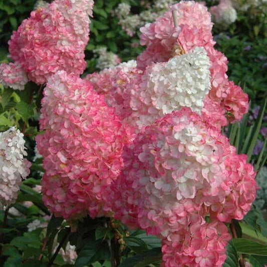 Green River 5 Bright Vanilla Strawberry Hydrangea Seeds – Premium Flower Seeds for Elegant Cottage Gardens, Patios & Borders – Rare Perennial Bush with Bold Summer Blooms – Hydrangea Limelight Seeds, Premium Seed Pack for Planting & Growing Beauty