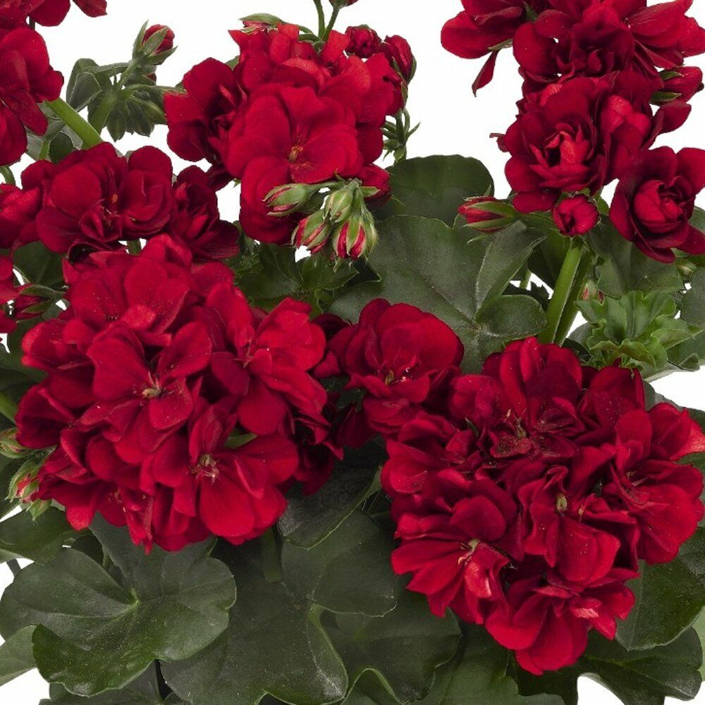 double geranium seeds Green River 10 Double Red Geranium Seeds