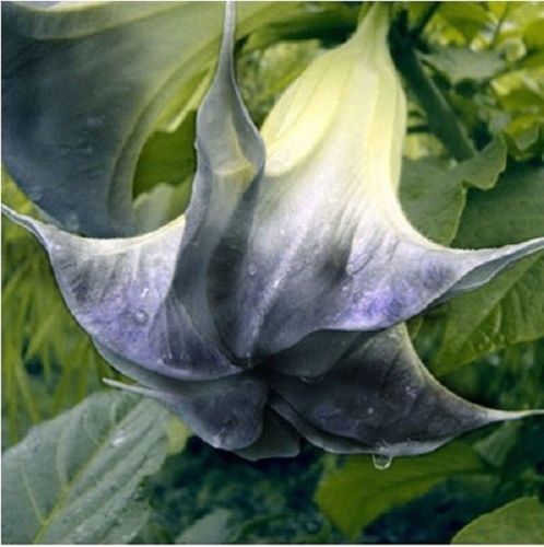 Green River Seeds 10 Black Angel Trumpet Seeds - Premium Brugmansia Flowers for Pots Patios & Cottage Gardens - Fast Growing Exotic Scented Blooms for Full Sun Zones